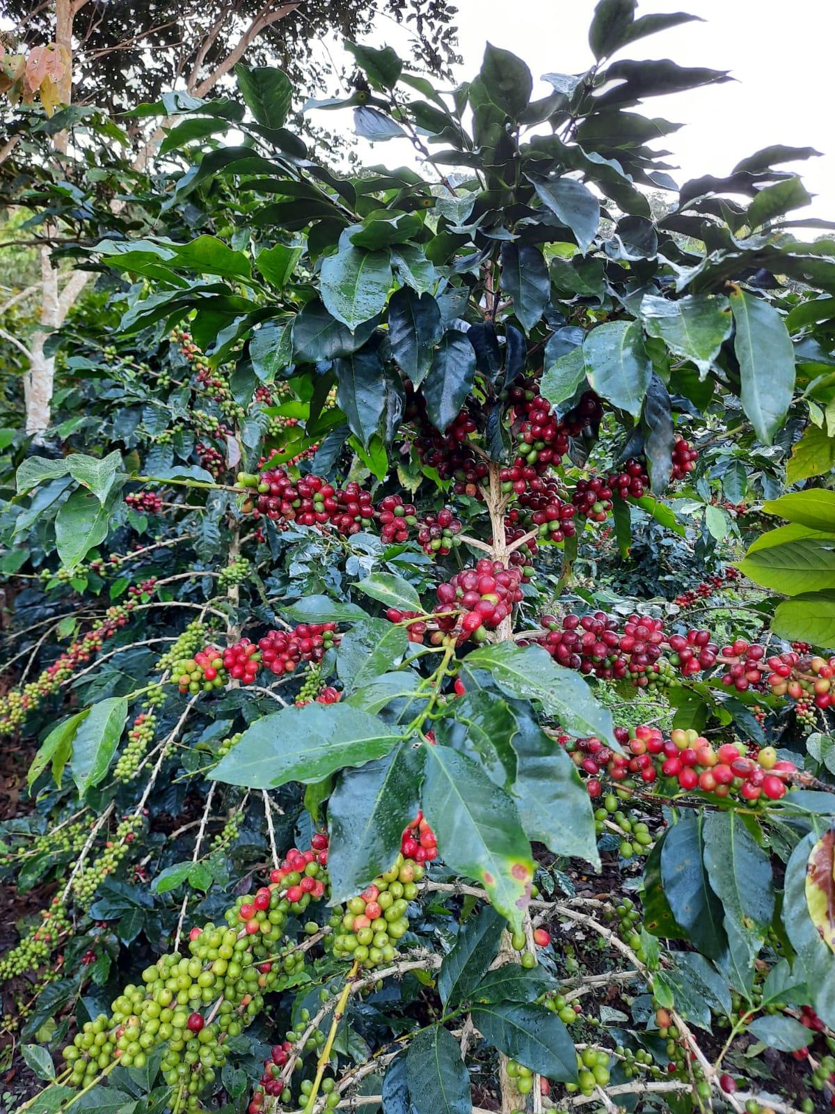 Cabanillas del Monte - Guadarrama Coffee Roasters