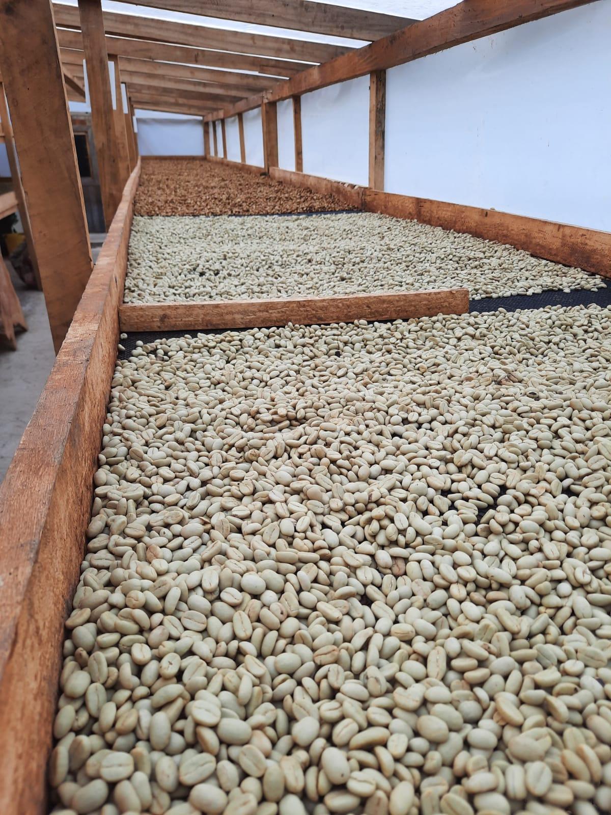 Cabanillas del Monte - Guadarrama Coffee Roasters