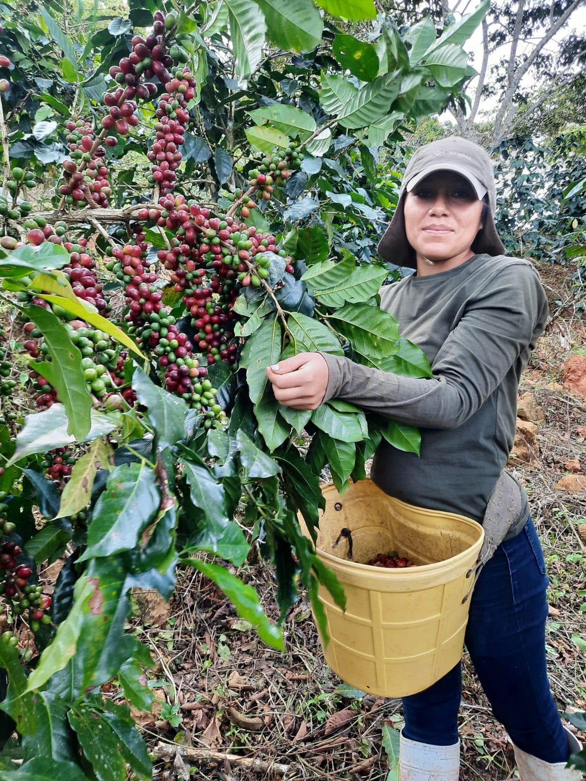 Cabanillas del Monte - Guadarrama Coffee Roasters