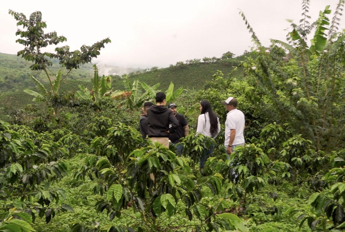Siete Picos - Guadarrama Coffee Roasters