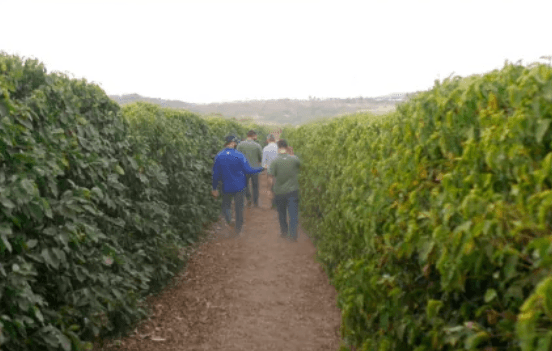 El Chorro Grande - Guadarrama Coffee Roasters