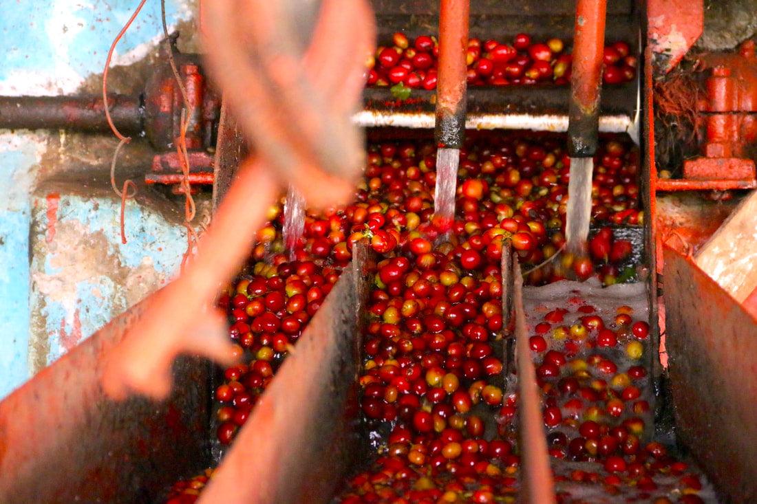 El Reventón - Guadarrama Coffee Roasters